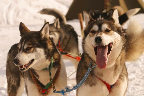 Winter Adventure Levi