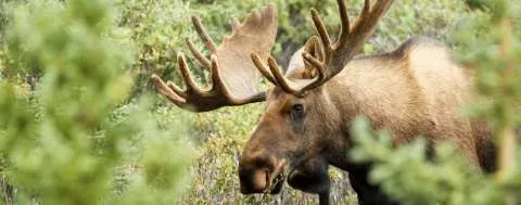 Op elandsafari in Zweden in de meivakantie