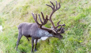 14-Daagse rondreis Nore