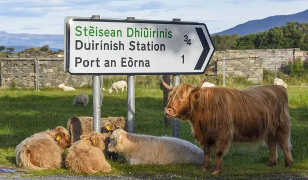 13- of 14-daagse rondreis 'Callum' door Schotland