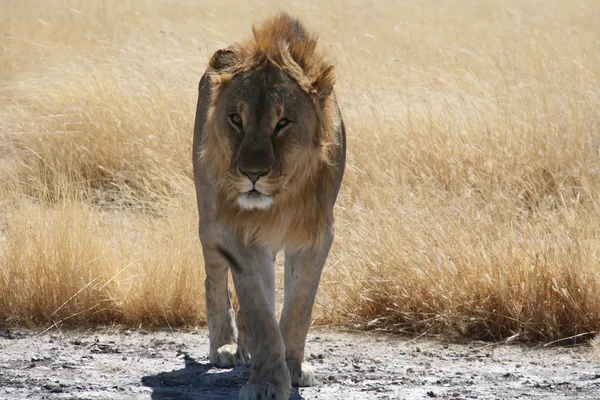 Dieren spotten