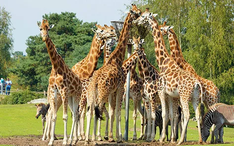 Dieren spotten in Brabant