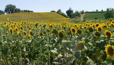 Camping La Chiocciola