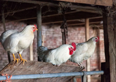 BoerenBed Hoeve Zeeland