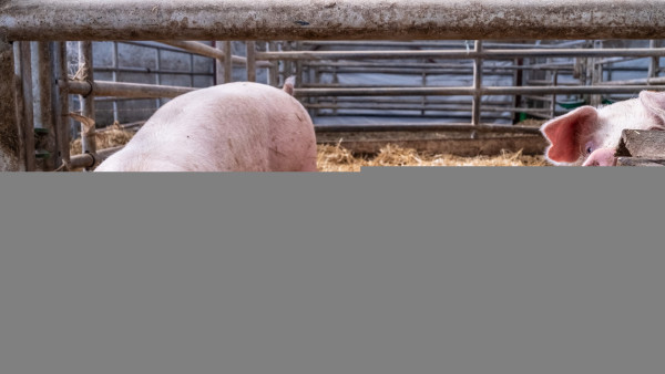 La Ferme de Fontenille
