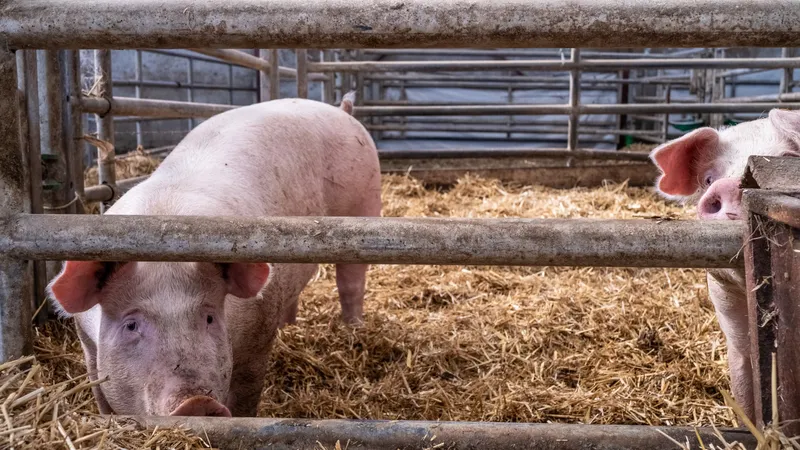 La Ferme de Fontenille