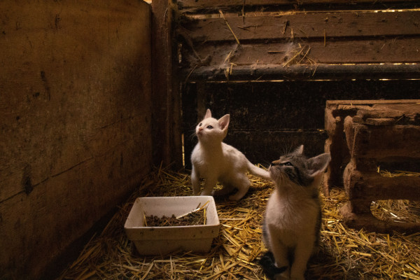 BoerenBed De Brabantse Hei