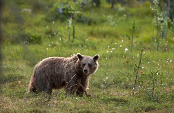 17-daagse autorondreis 'Nils' door Zweden