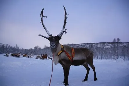 Klimaat Lapland
