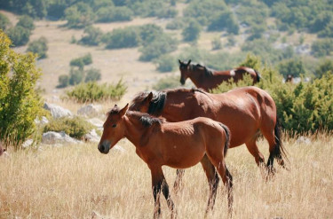 Familierondreis Kroatie