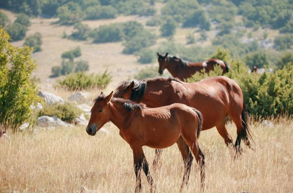 Familierondreis Kroatie