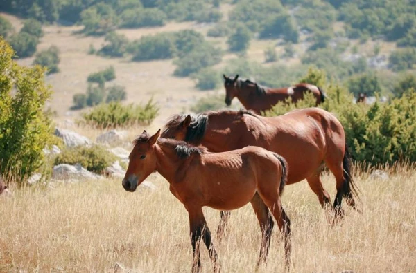 Familierondreis Kroatie