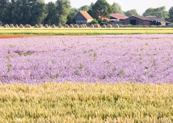 BoerenBed Hoeve Zeeland