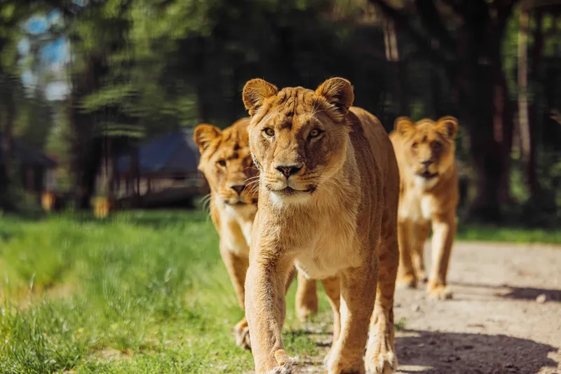 Drie leeuwinnen wandelen over zandpad voor lodges in Safari Resort Beekse Bergen