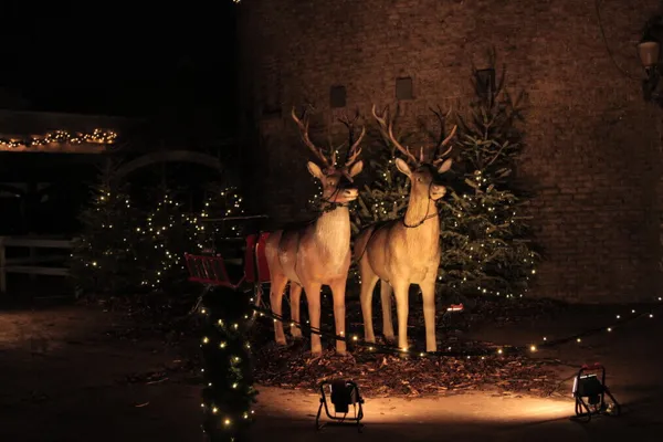 Speur naar lichtjes, kerstbomen én dieren