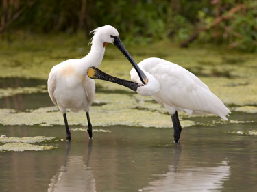 Landal Marker Wadden