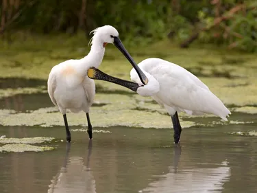 Landal Marker Wadden