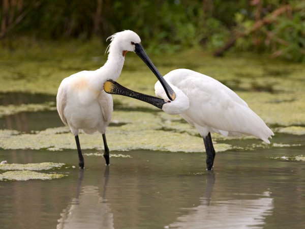 Landal Marker Wadden