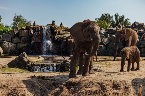 Een kudde olifanten met een kalfje staat bij een rots met een waterval in Safaripark Beekse Bergen