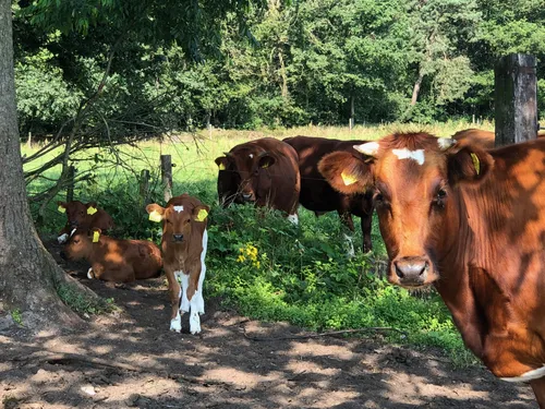 Logeer nu ook in luxe op FarmCamps boerderij Hoeve Luyterheyde