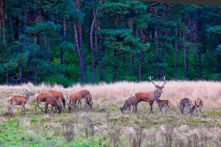 Vakantie Gelderland met kinderen