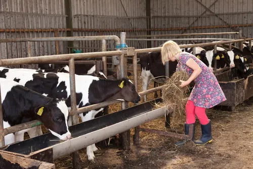BoerenBed Hoeve Zeeland