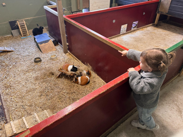 all inclusive nederland - kinderboerderij bonte wever