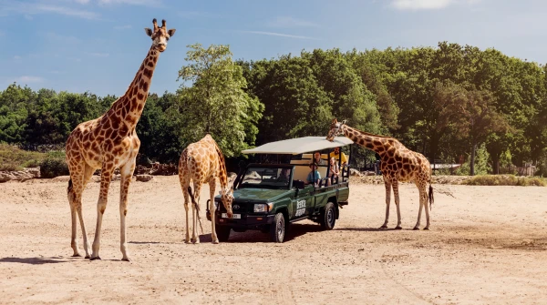 Drie giraffen omringen een bussafari met bezoekers op de savanne van Beekse Bergen