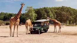 Een jeepsafari rijdt tussen de lange giraffen in Safaripark Beekse Bergen, dat gratis toegankelijk is vanaf Vakantiepark Dierenbos.