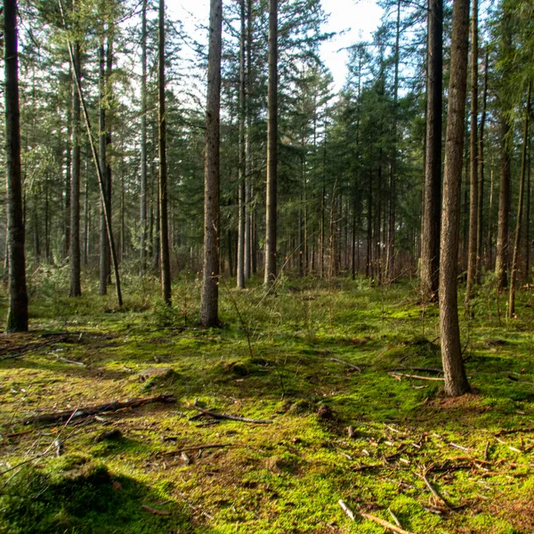Spot reuzeninsecten in het dansende bos