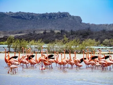 Dieren spotten op Curaçao