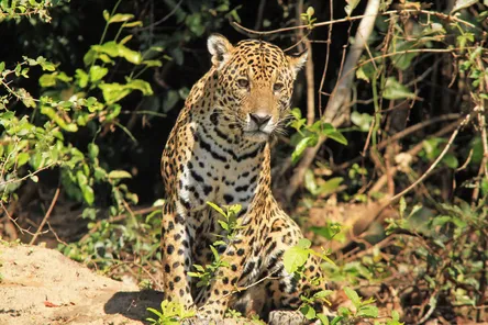 Ontdek de mooie natuur in Orange Walk