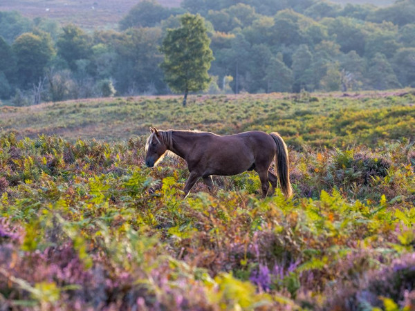 Landal Marwell Resort