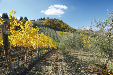 Residence La Pieve di Pomaia 