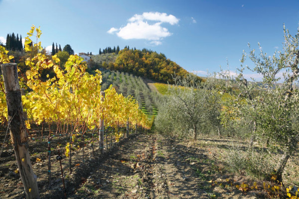Residence La Pieve di Pomaia 