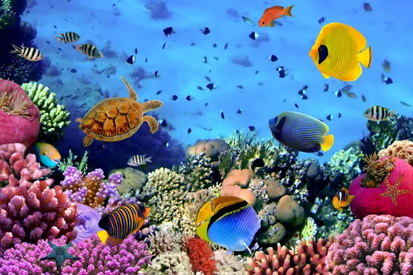 Snorkelen en duiken op Bonaire