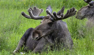 13- of 14-daagse meivakantie Dalarna