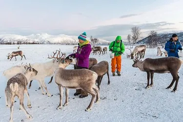Noorderlicht in Tromsø