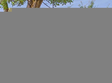 Les Chalets de la Vingeanne