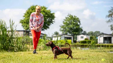 Recreatiepark het Esmeer - Vakantiegasten - Huisdier - 1 - kopie.jpg