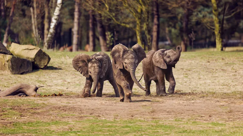 Drie jonge olifanten in Safaripark Beekse Bergen, vlak bij Vakantiepark Dierenbos
