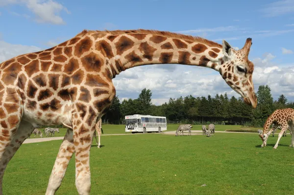 Op safari in Afrika