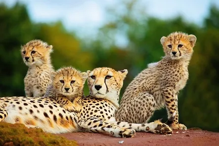 Dierenplezier