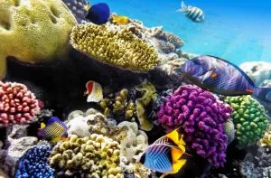 Snorkelen in Egypte 