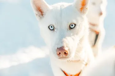 Vuokatinmaa Cottages