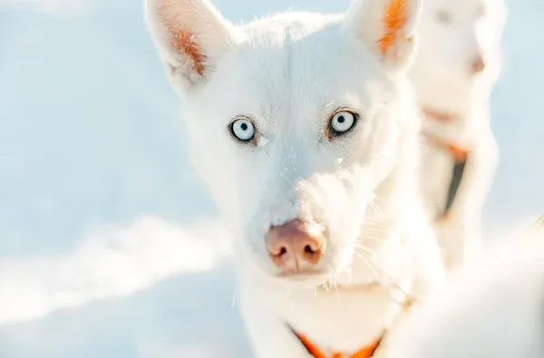 Vuokatinmaa Cottages