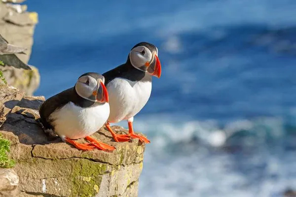 IJslandse dieren en natuur