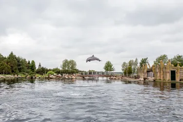 Dolfijn kleiner formaat .jpg
