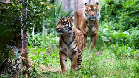 Londen Zoo