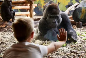 GIVSKUD_ZOO_CLOSE_TO_GORILLA (Groot).jpg